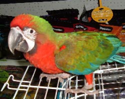 Picture of a Harlequin Macaw crossed with a Shamrock Macaw, juvenile hybrid