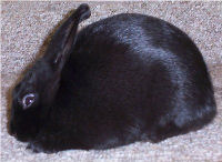 PIcture of "Deva", a Black Havana Rabbit