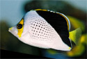 Picture of a Hawaiian Butterflyfish Chaetodon tinkeri
