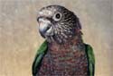Click for more info on Hawk-headed Parrot