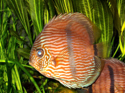 Heckel Discus, Symphysodon discus, Red Discus, Pompadour Fish