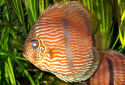 Click for more info on Heckel Discus