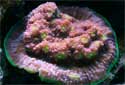 Click for more info on Hedgehog Coral