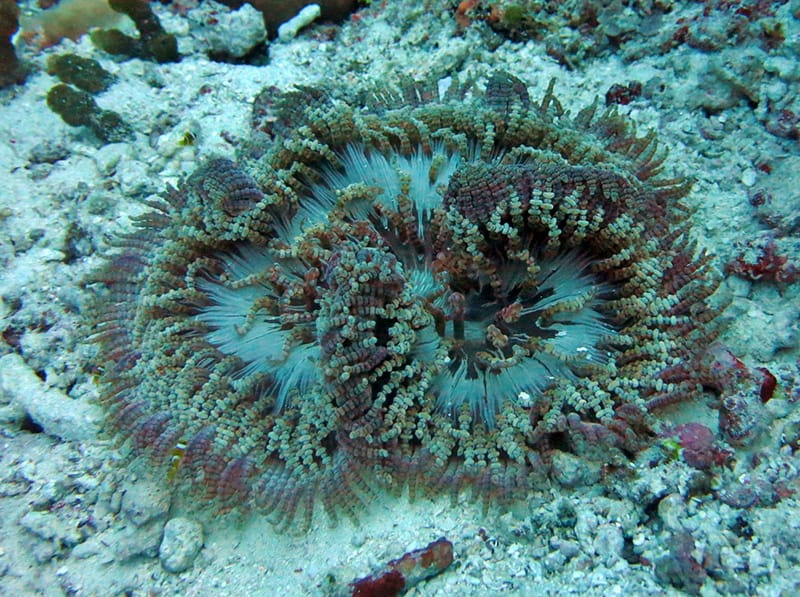 Heteractis aurora Maldives - beaded sea anemone