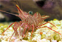 Picture of a Hingeback Shrimp or Dancing Shrimp Rhynchocinetes durbanensis