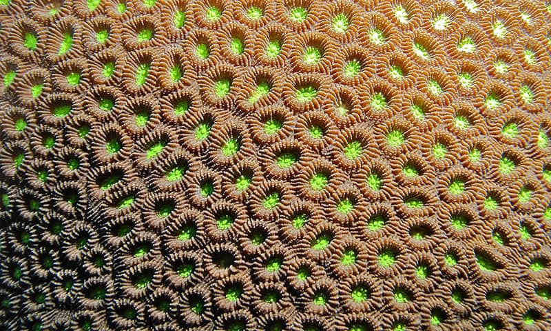 Honeycomb Coral