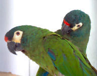 Picture of a breeding pair of Illiger's Macaws
