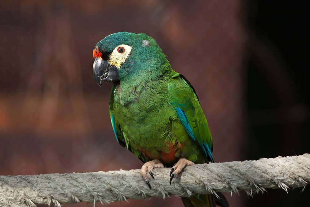 Illiger's macaw