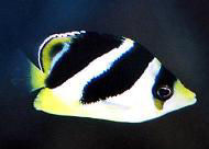 Picture of a juvenile Indian Butterflyfish or Headband Butterflyfish
