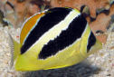 Click for more info on Indian Butterflyfish