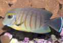Click for more info on Indian Ocean Mimic Surgeonfish