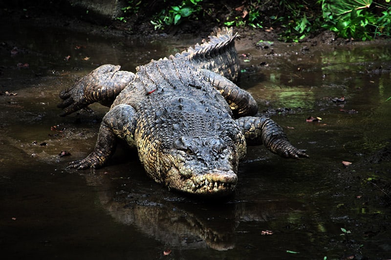 Indo-Australian Saltwater crocodile