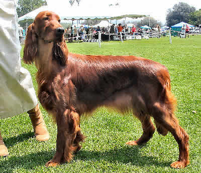 Irish Setter Picture, also called Red Setter and Irish Red Setter