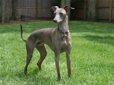 Italian Greyhound, also called Miniature Greyhound and Piccolo Levriero Italiano