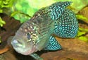 Click to learn about Cichlids