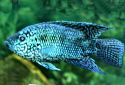 Click for more info on Electric Blue Jack Dempsey
