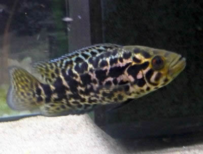 Jaguar Cichlid, Parachromis managuensis, Managuense Cichlid, Managua Cichlid, Aztec Cichlid, Jaguar Guapote