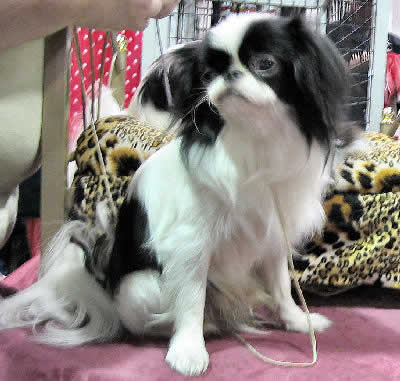 Japanese Chin Picture, also called Chin and Japanese Spaniel