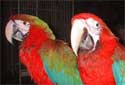 Click for more info on Jubilee Macaw