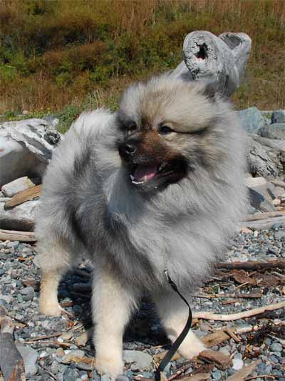 Keeshond Dog Picture, also called German Spitz, Dutch Barge Dog, Smiling Dutchman and Wolfsspitz
