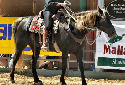 Click for more info on Kentucky Mountain Saddle Horse