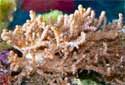 Click for more info on Kenya Tree Coral