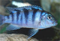 Click for more info on Kenyi Cichlid
