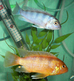 Kenyi Cichlids, Maylandia lombardoi, male/female pair