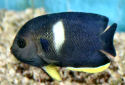 Click for more info on Keyhole Angelfish