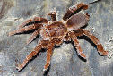 Click for more info on King Baboon Spider
