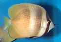Picture of a Klein's Butterflyfish Chaetodon kleinii
