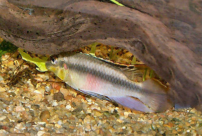 Kribensis, Pelvicachromis pulcher, Purple Cichlid