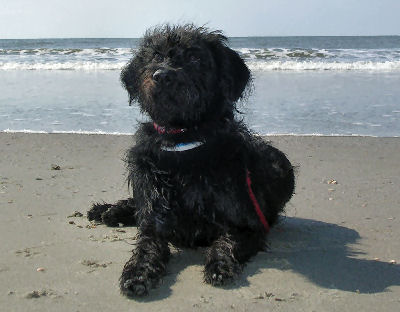Picture of a Labradoodle - Mixed Dog that is a Designer Dog