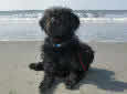 Click for more info on Labradoodle