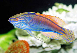 Picture of a Purplelined Fairy Wrasse male in usual colors
