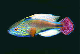 Picture of a Purplelined Fairy Wrasse male in display colors
