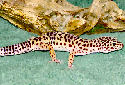 Click for more info on Leopard Gecko