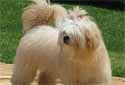 Click for more info on Lhasa Apso