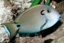 Click for more info on Doubleband Surgeonfish
