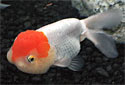 Click for more info on Lionhead Goldfish