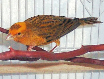 Picture of a Lizard Canary