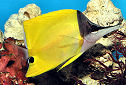 Click for more info on Long-nosed Butterflyfish
