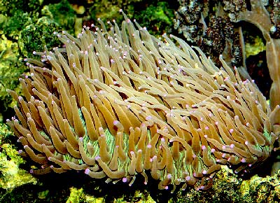 Plate Coral, Heliofungia actiniformis, also known as Long Tentacle Plate Coral, Sunflower Coral, and Disk Coral