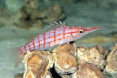 Picture of a Longnose Hawkfish