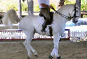 Click for more info on Lusitano