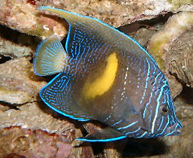 Red Sea Angelfish Pomacanthus maculosus, juvenile changing to an adult