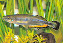 Click for more info on Madagascar Rainbowfish
