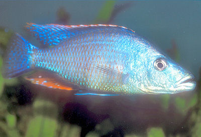 Malawi Eyebiter, Dimidiochromis compressiceps, Haplochromis Compressiceps