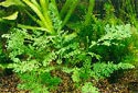 Click to learn about Aquarium Plants