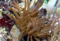 Click for more info on Manjano Anemone